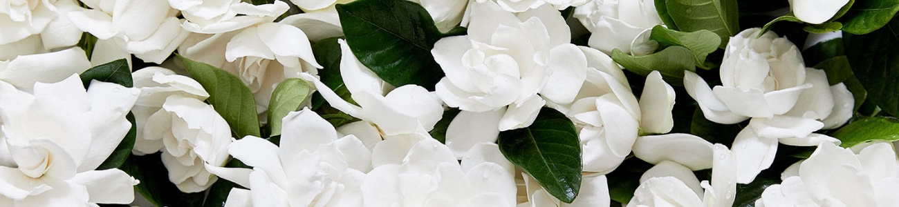 Image of High Camp Supply