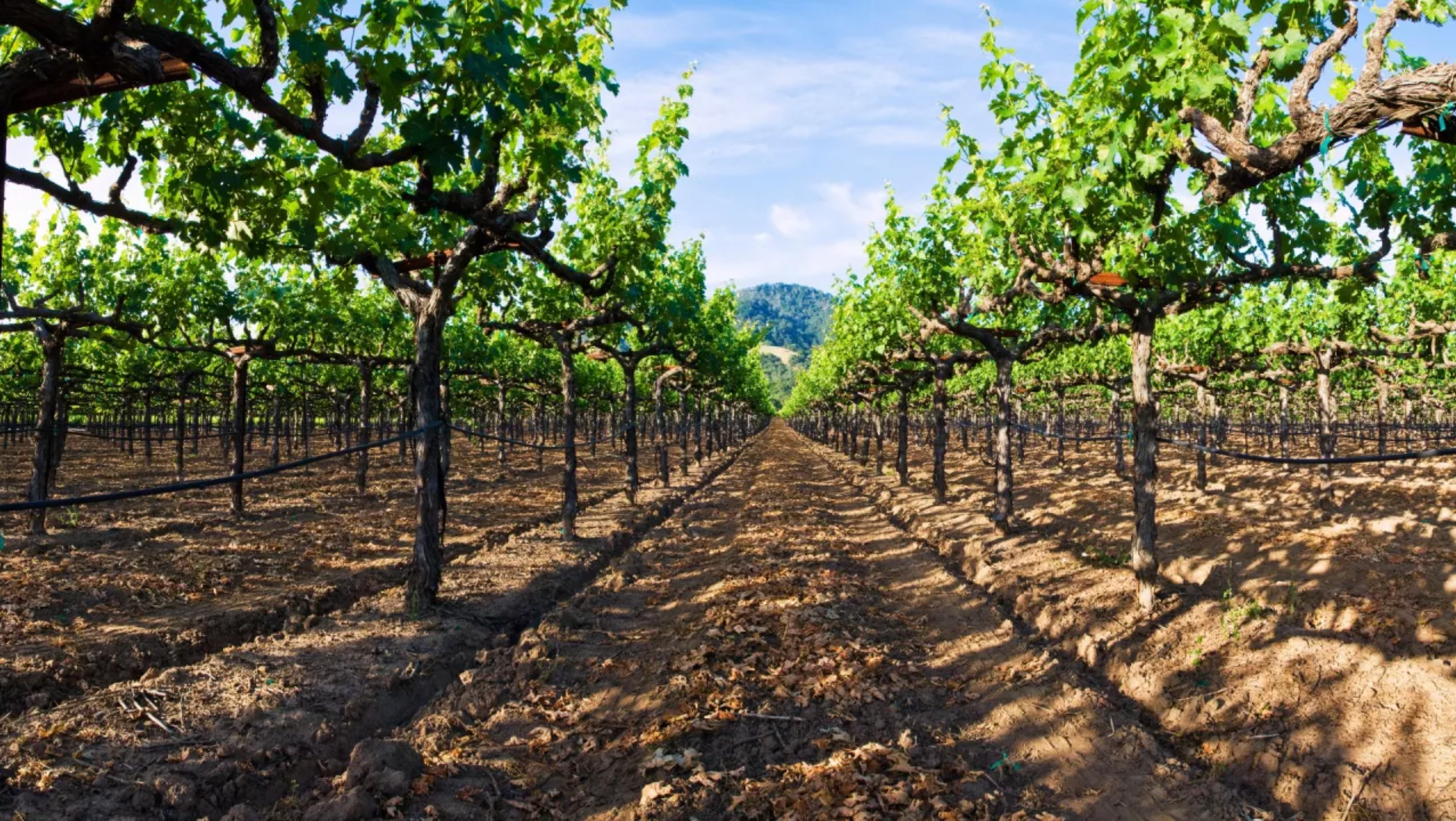 Image of The Instagram Guide to Sonoma, California