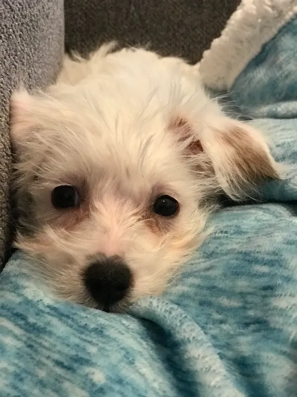 Meet Anna Bear, our newest family member